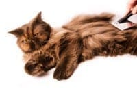 cat grooming