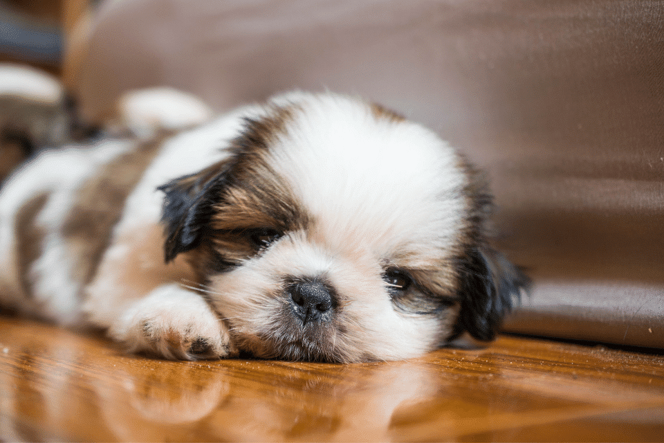 Imperial Shih Tzu