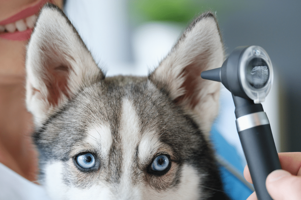 How to Clean Dog Ears Safely at Home 2 dog ear infection