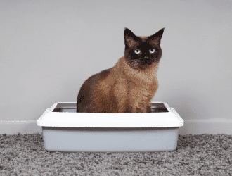 cat in litter box