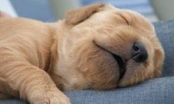 puppy sleeping