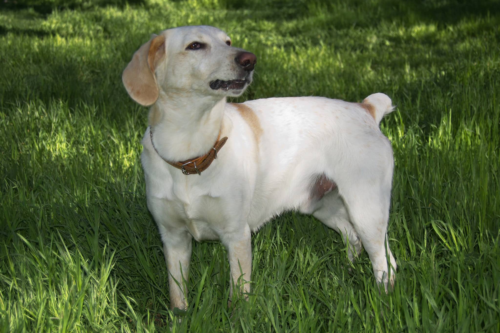 Soil Based Probiotics For Dogs 1 soil based probiotics for dogs