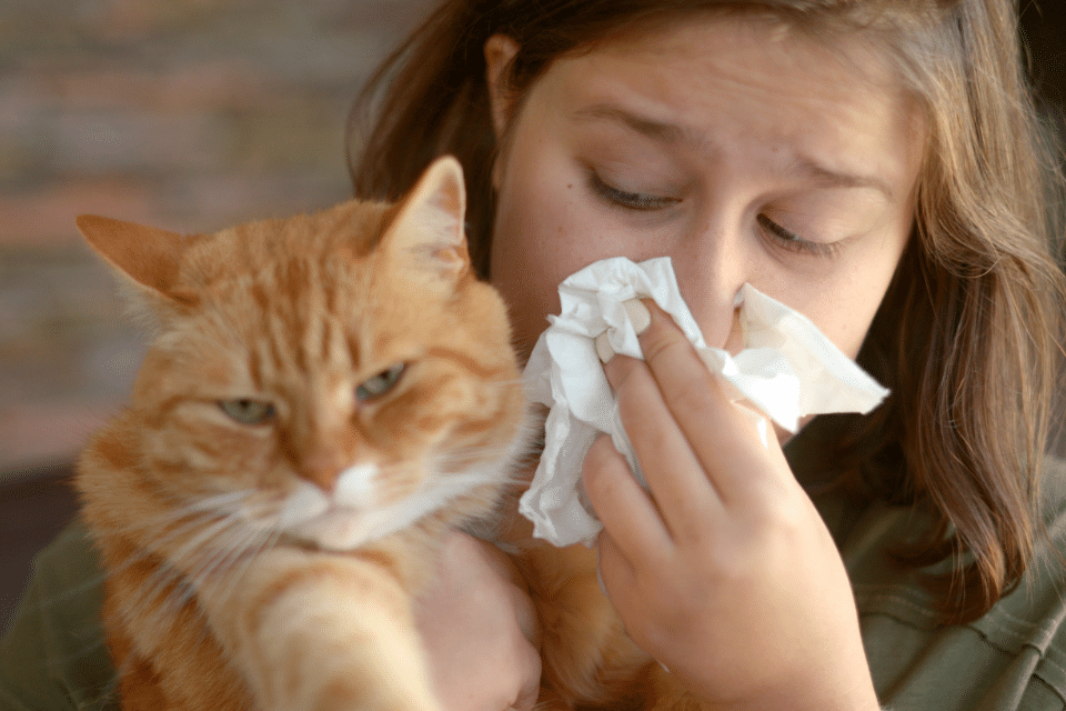 How to eliminate your cat allergy symptoms 1 cat allergy