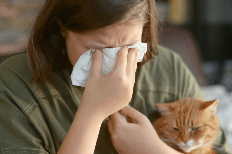 How to eliminate your cat allergy symptoms 2 cat allergy