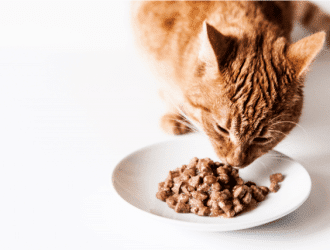 Cat Nutrition Cover e52