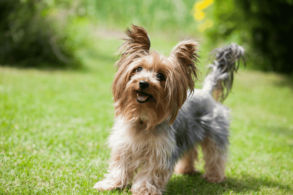 How to potty train a Yorkshire Terrier 1 Yorkshire Terrier potty training