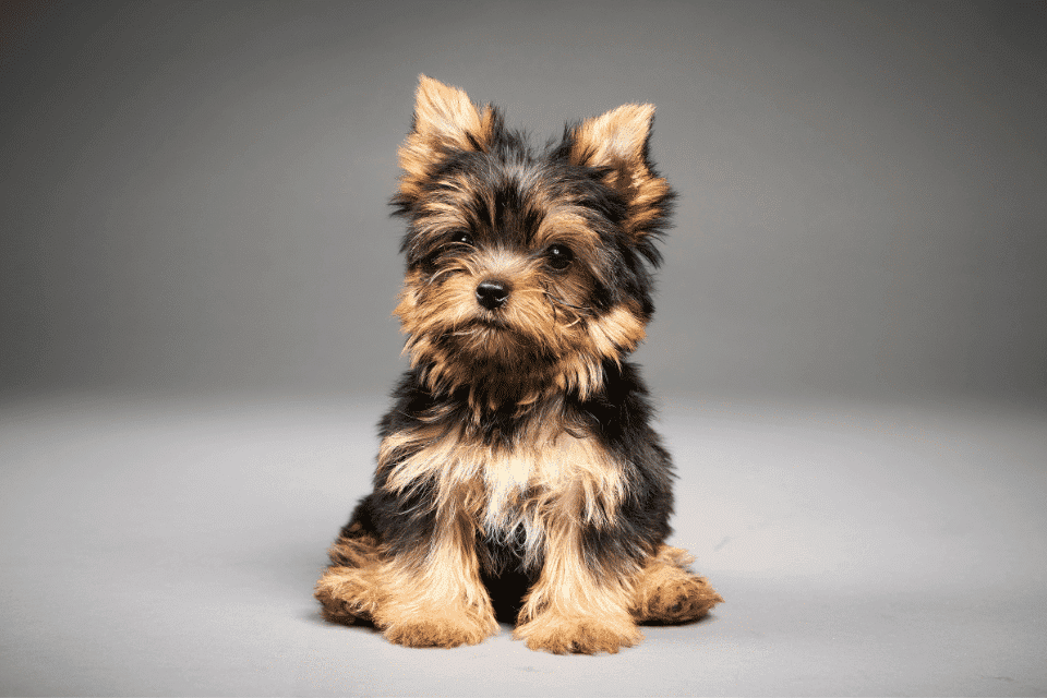How to potty train a Yorkshire Terrier 3 Yorkshire Terrier 2