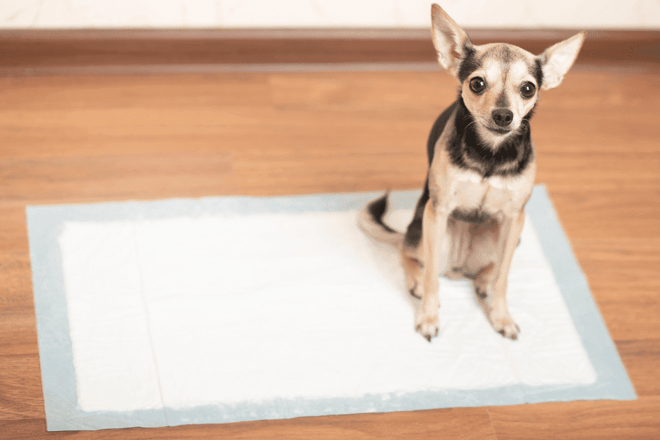 How to potty train a Yorkshire Terrier 2 Yorkshire Terrier potty
