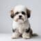 Bichon Shih Tzu