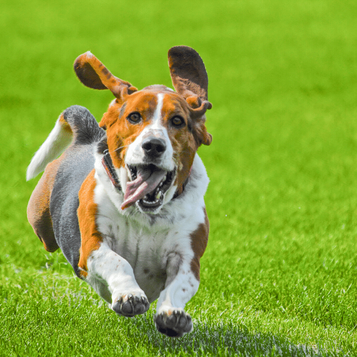 Diseases that can affect a Basset Hound 1 agility training for your dog