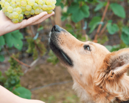 Why can't dogs eat grapes? 1 dog and grapes