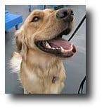 smiling dog leash withshadow 227