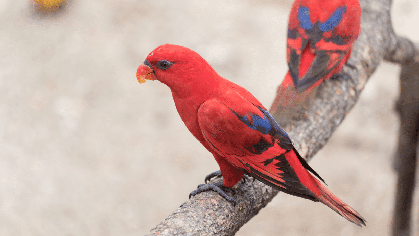 red bird names