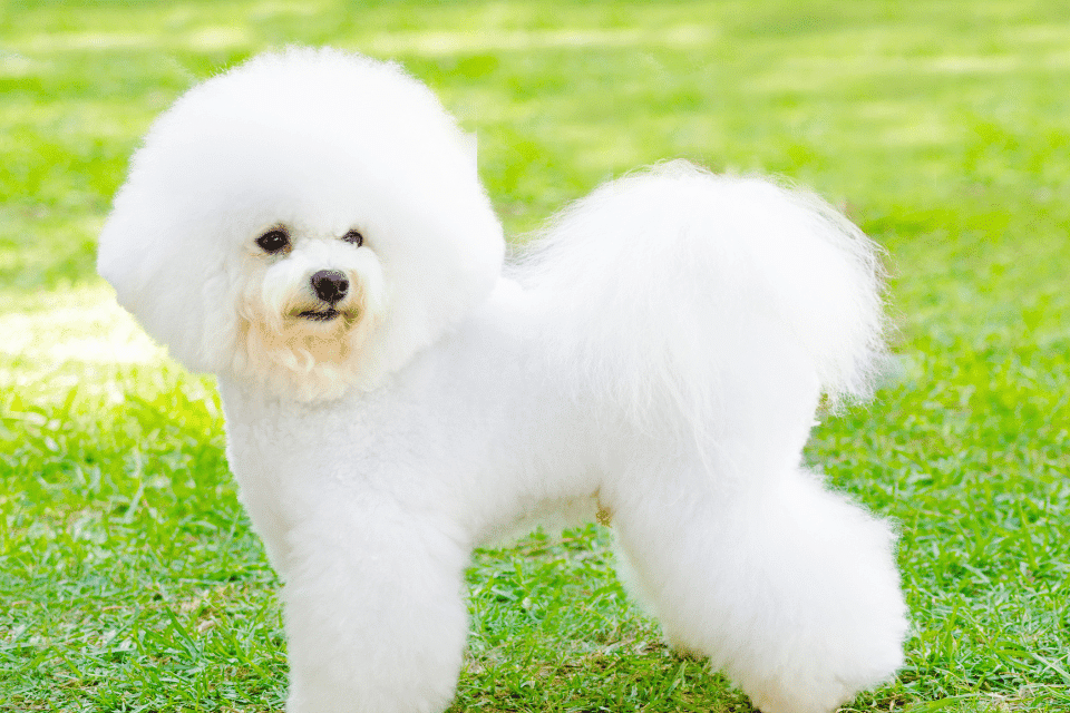All about the Bichon Frise pup 1 bichon Frise 1