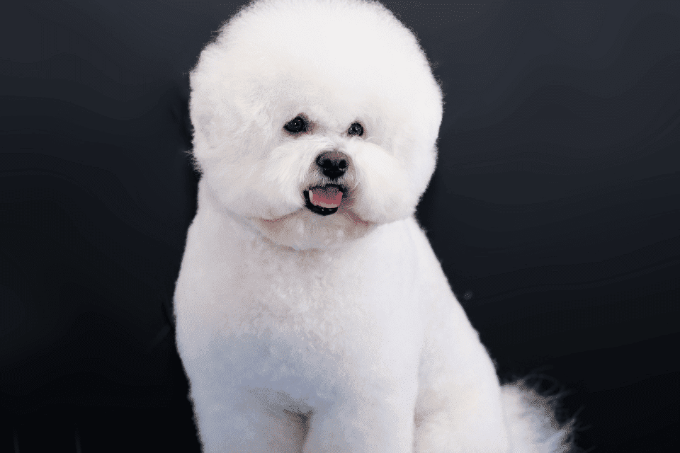 All about the Bichon Frise pup 2 bichon Frise 2