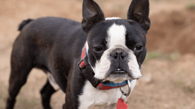 Boston Terrier breeders in the U.S. 1 boston terrier companion dogs