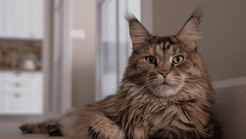 maine coon cat showing