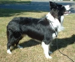 What causes dogs to have seizures 1 Border Collie