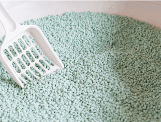 cat using litter box 3