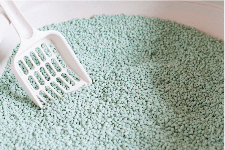 cat using litter box 