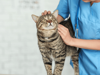cat with vet