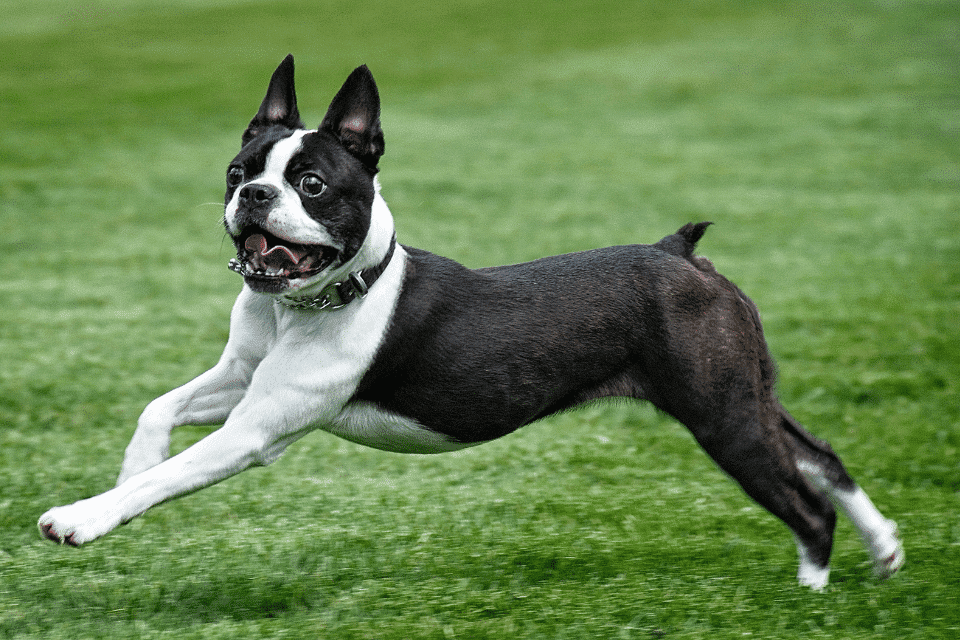 Boston Terrier 