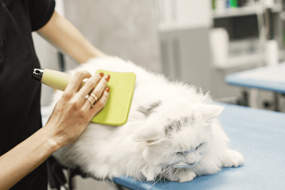 cat grooming - hair loss