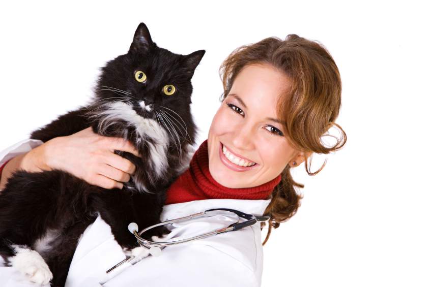 The Causes & Symptoms of Fading Kitten Syndrome 1 summertime with your cat
