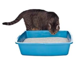 Cat litter box problems