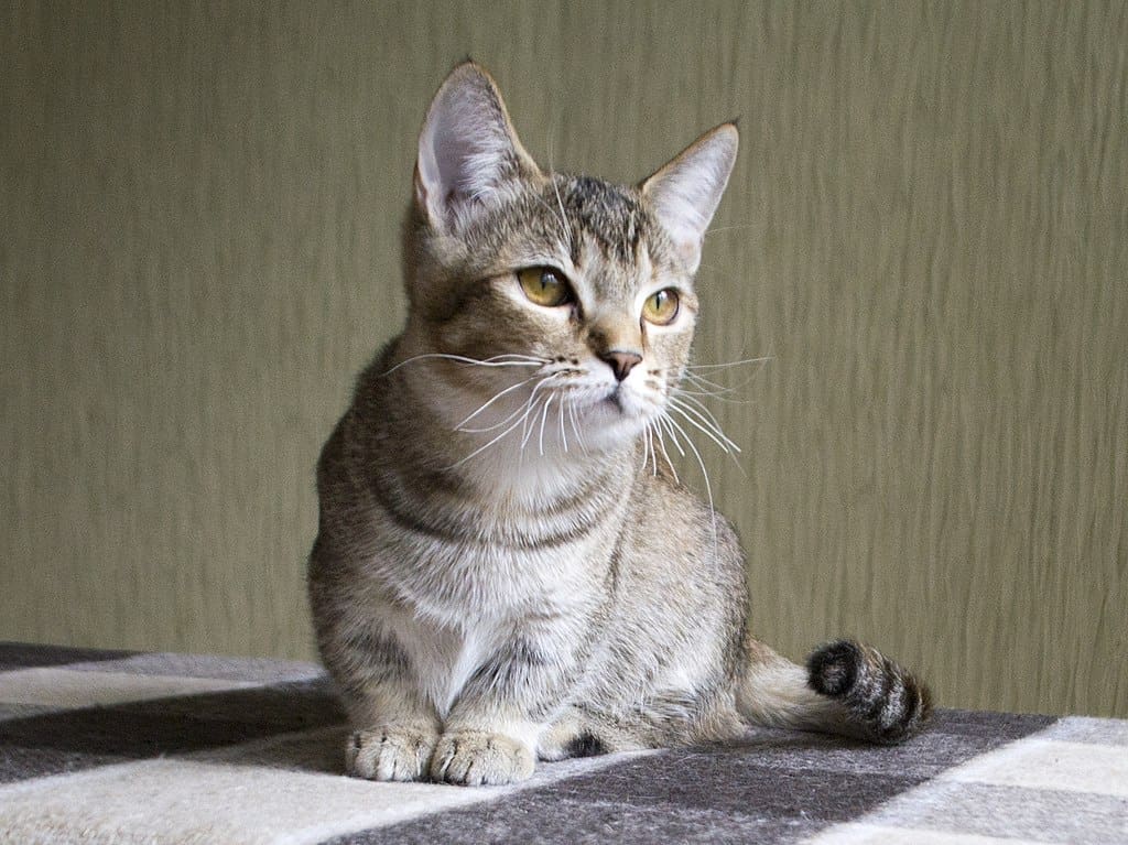 Munchkin cats 1 1024px Munchkin Aliska Karapuz c26