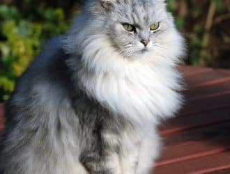 Chinchilla cat 3228221937 f8f