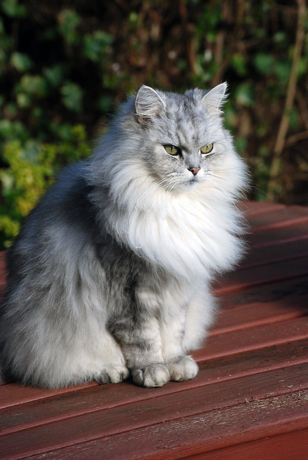 Chinchilla cat 3228221937 f8f