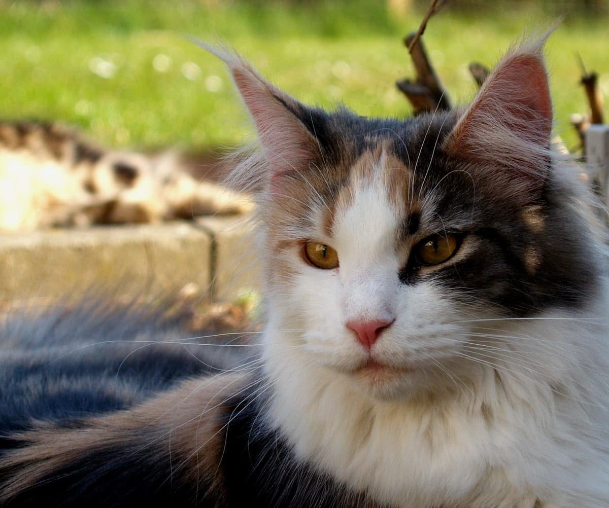 Cleaning your cat litter box made easy 1 cleaning the litter box