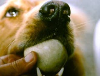 dog ball in mouth min