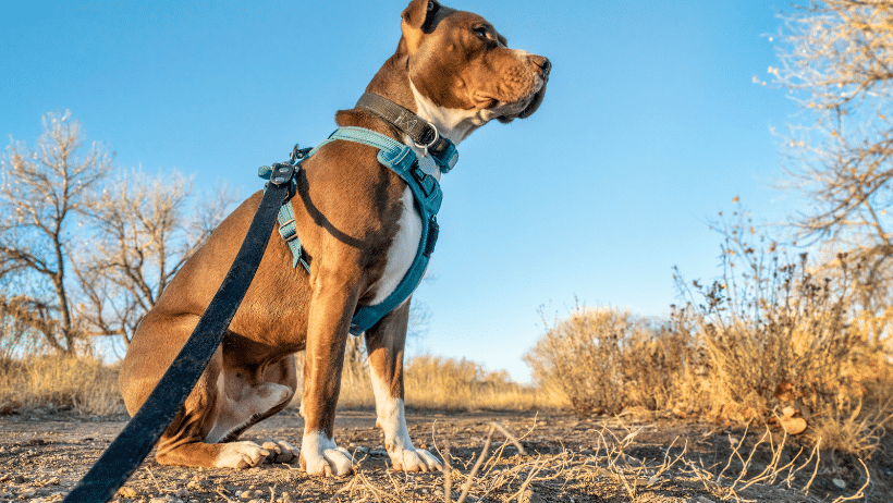Dog harnesses vs dog collars? 2 dog harness vs collar