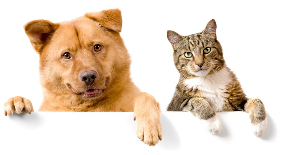 What you need to know about dog and cat nutrition 1 airline carry on tips