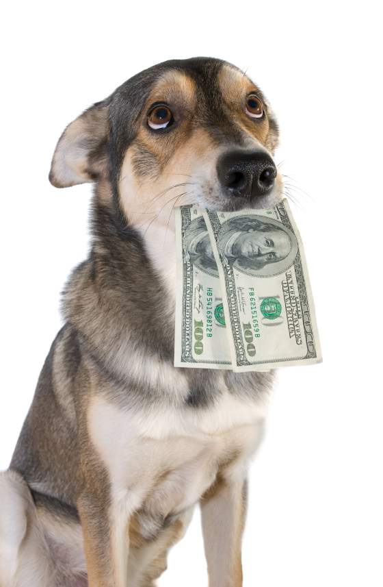 4 Quick tips for finding cheap dog supplies 1 cheap pet supplies