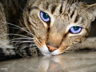 Symptoms of worms in cats 1 Cat - worms