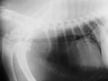 Lung Mass dog