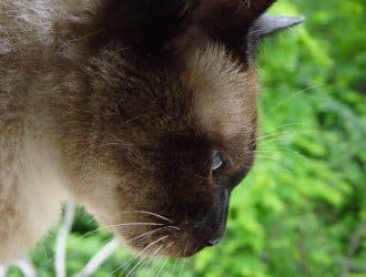 cat is thinking 1255227 eb9