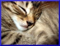 Cat bed training - What are the steps needed? 1 cat bed training