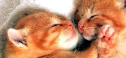 Ready for a new kitten 1 two-kittens-sleeping