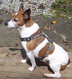 Safe ride for pets 1 Jack Russell