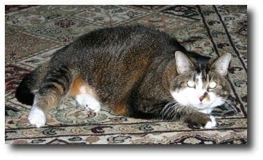 Aging cats' nutritional needs change after age eleven 1 cat on carpet