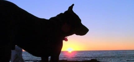 Have a safe summer: Avoiding seasonal pet hazards 1 dog-sunset430x200