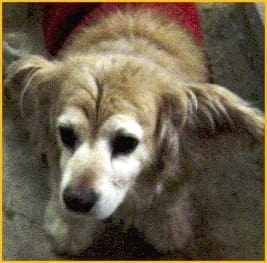 Don’t forget to clean your ears!: The importance of hearing health in dogs 1 Lady Dog