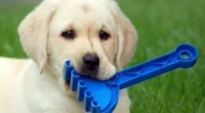 Discover excellent dog pain relief tips 1 pettoy300x166