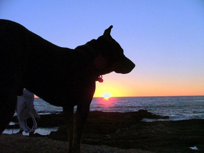 8 ways to reduce your dog's carbon paw print 1 dog reduce carbon footprint