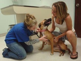 1024px Vet examines dog 9c7