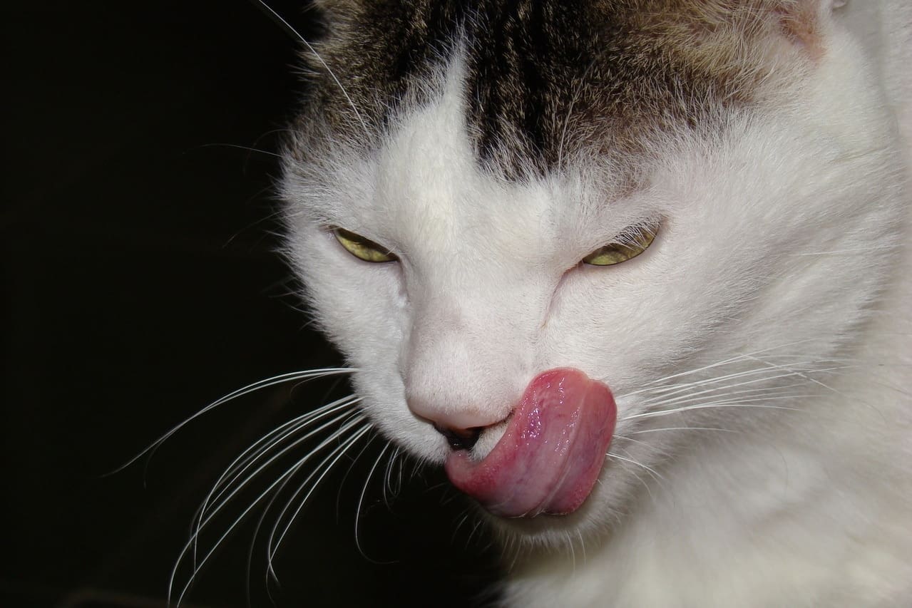 What do do with a finicky cat food eater